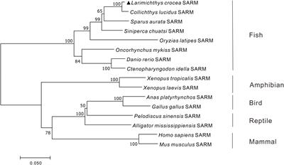 SARM suppresses TRIF, TRAF3, and IRF3/7 mediated antiviral signaling in large yellow croaker Larimichthys crocea